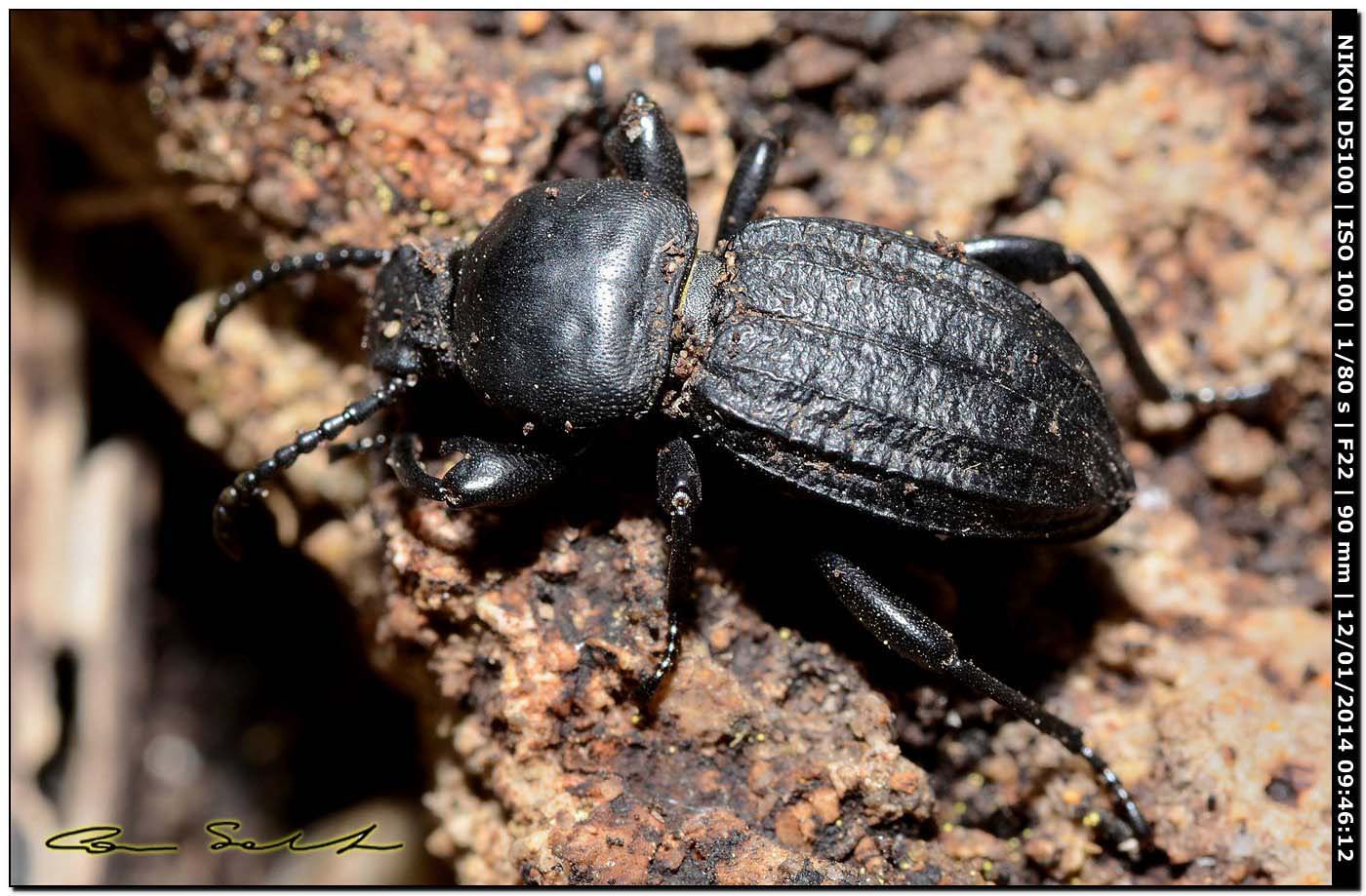 Scaurus striatus, Tenebrionidae